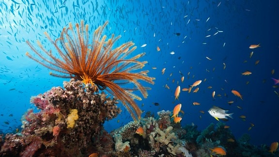 Korallen und Fische am Great Barrier Reef vor Australien