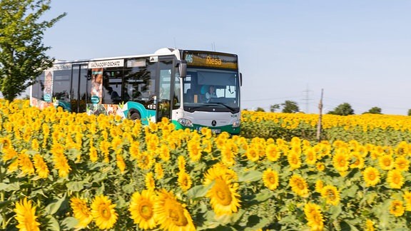 Linienbus der VGM der Linie 446 von Meißen nach Riesa zwischen Sonnenblumenfeldern bei Hirschstein