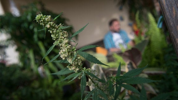 Eine männliche Hanf-Pflanze (Cannabis) steht am 05.08.2015 in Stuttgart (Baden-Württemberg) auf einem Balkon, im Hintergrund ist Timo Strohmenger zu sehen. Strohmenger, der auch Sprecher des Cannabis Social Club Stuttgart ist, setzt sich für eine Legalisierung von Cannabis ein.
