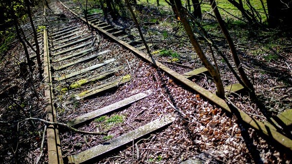 Bäume wachsen zwischen den Gleisen einer ehemaligen Bahnstrecke.