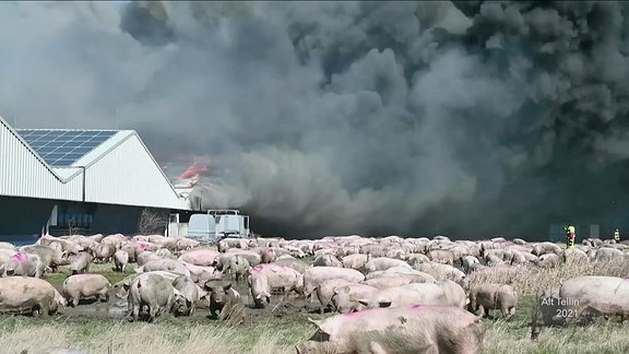 Schweine vor einer brennenden Halle.