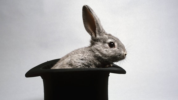 Kaninchen schaut aus einem Zylinder 