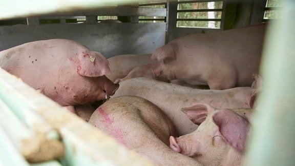 Schweine im Viehtransporter.