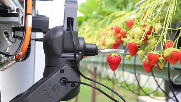 Ein Roboter erntet Erdbeeren.