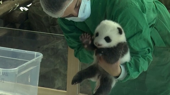 Ein Pandababy wird von Zoopersonal in Schutzkleidung auf den Armen gehalten.