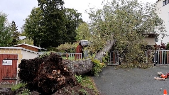 Ein umgestürzter Baum, entwurzelt von Sturm "Kirk"