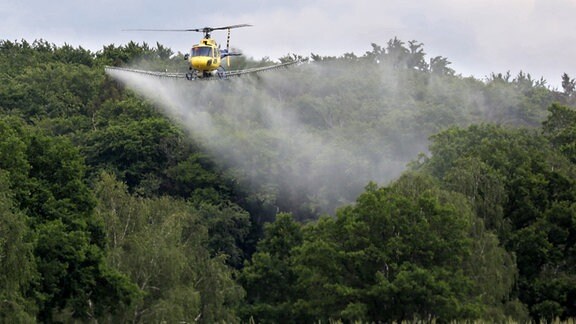 Ein Hubschrauber versprüht kurz über den Baumwipfeln ein Biozid gegen den Eichenprozessionsspinner