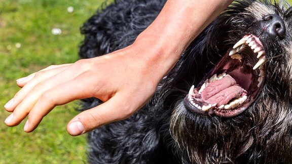Altdeutscher Schäferhund mit aufgerissenem Maul, daneben eine Hand