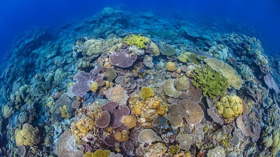 Korallenriff Palau