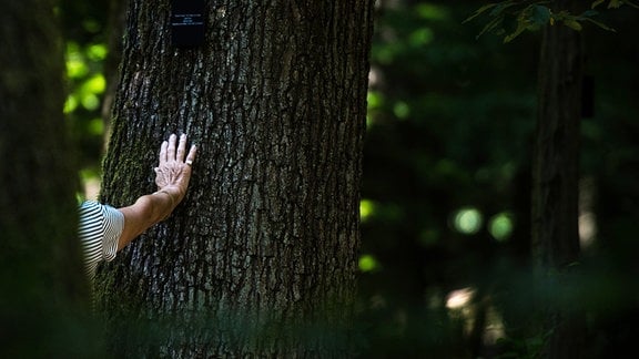Eine Frau berührt mit ihrer Hand einen Baumstamm mit einer letzten Ruhestätte