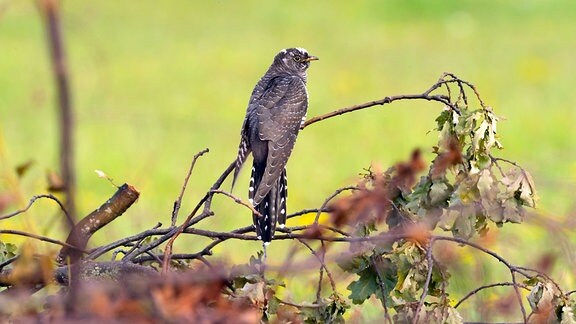 Ein Kuckuck (Cuculus canorus) sitzt an einer Wiese auf einem Zweig in der Nähe von Dranske auf der Ostseeinsel Rügen.