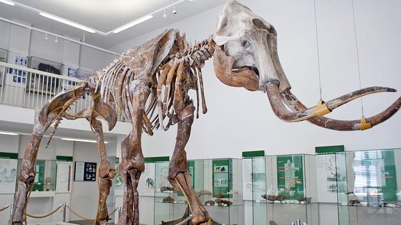 Mammutskelett im Sprenglermuseum Sangerhausen
