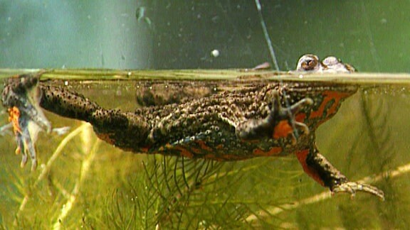 Ein Frosch schwimmt über die Wasseroberfläche.