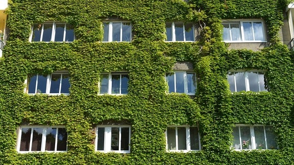 Grüne Fassade an einem Wohnhaus.