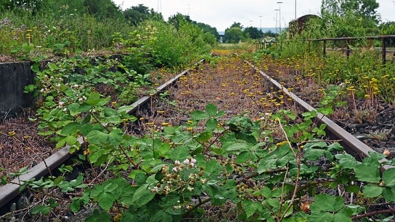 Ein Gleis des ehemaligen Bahnhofs von Marnheim wird von Brombeeren überwuchert. 