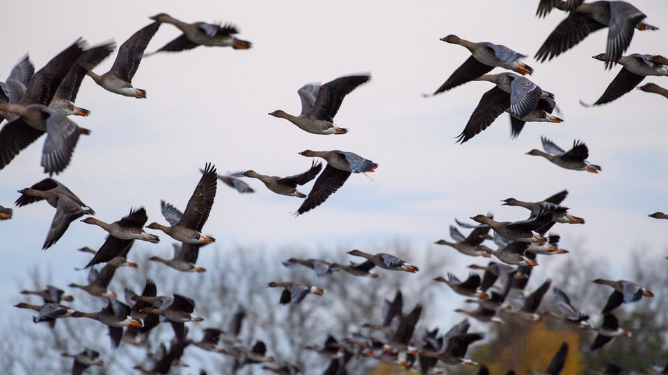 Löffler-Institut: Vogelgrippe springt nur selten auf Menschen über