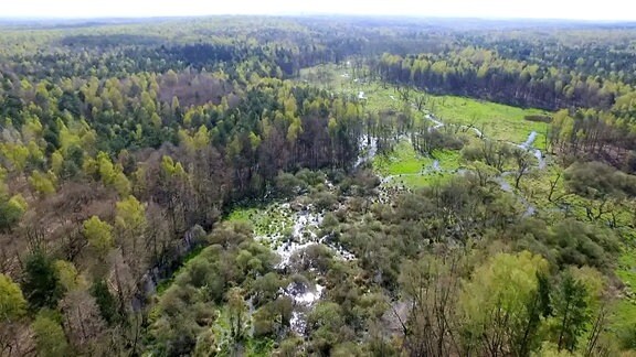 Königsbrücker Heide soll zum Internationalen Wildnisgebiet erklärt werden