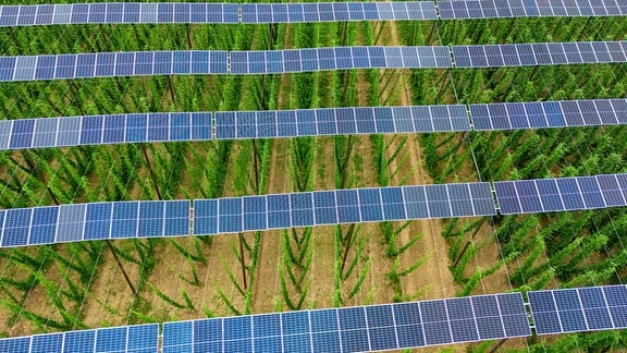 Auf rund sechs Meter Höhe, sind Solarpanels über einem Hopfenfeld angebracht. 