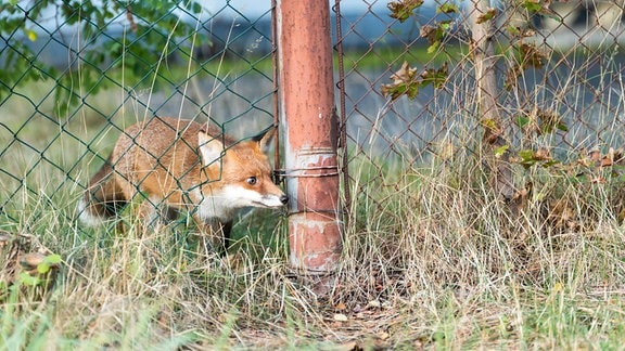 Ein Fuchs schlüpft unter einem Zaun durch (Symbolfoto)