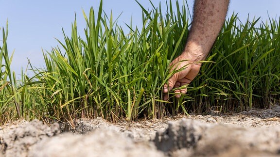 Eine Hand prüft einen Getreidehalm in einem Feld