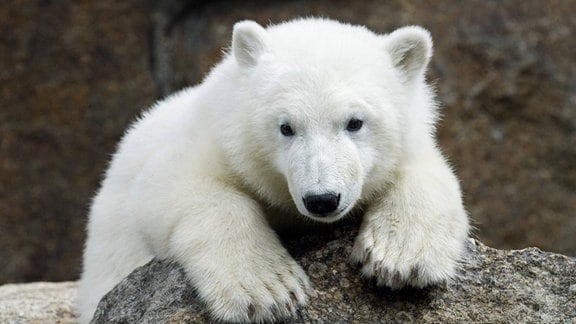 Eisbär Knut, 2007