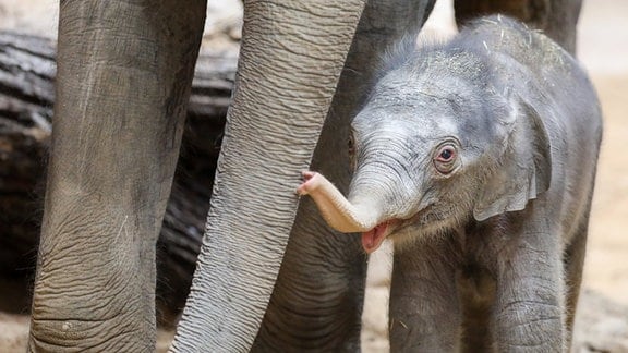 Der am 11. Januar geborene Elefantenbulle Kiran steht vor seiner Mutter Rani im Elefantenhaus im Zoo Leipzig. Aufnahme vom 14.01.2020