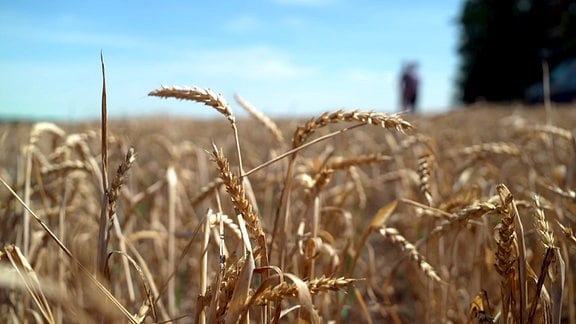 Reifer Weizen auf dem Feld