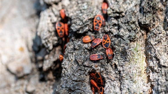 Feuerwanzen an einem Baum