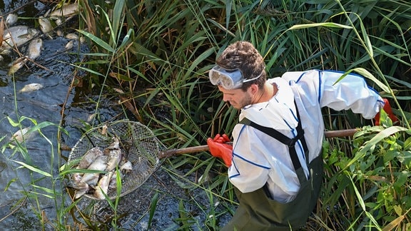 Andreas Hein, Ranger bei der Naturwacht Brandenburg, steht mit Schutzbekleidung im deutsch-polnischen Grenzfluss Westoder, nahe dem Abzweig vom Hauptfluss Oder und holt mit einem Kescher tote Fische aus dem Wasser. 