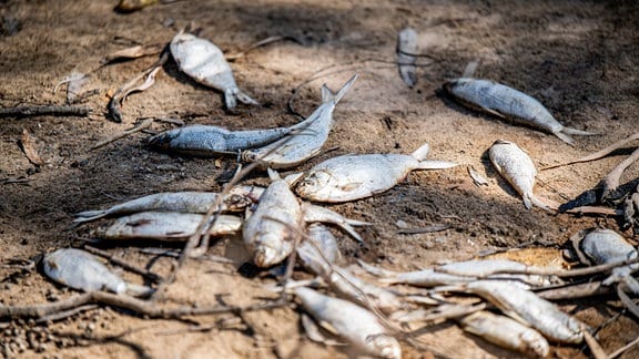 Einige von Tausenden toter Fischen, die entlang des Darling River bei den Menindee-Seen im Outback von New South Wales angeschwemmt wurden. 