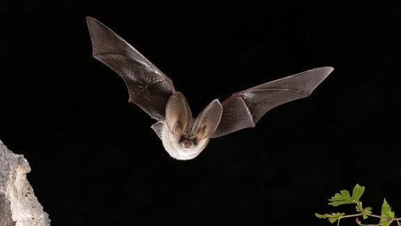 Graues Langohr (Plecotus austriacus) im Flug