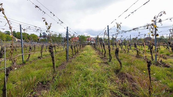 Weinreben mit Frostschäden stehen auf einem Weinberg