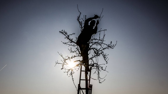 Ibrahim Hafizovic steht 2017 auf einer Leiter im Gegegnlicht und schneidet die Äste an einem Birnbaum.