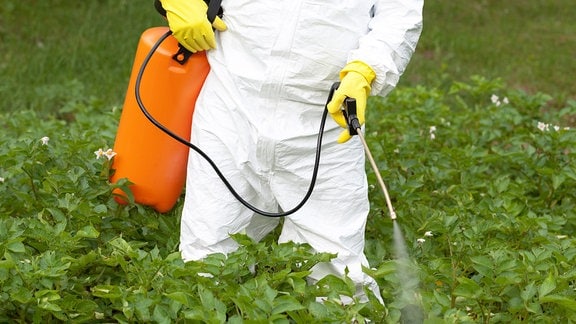 Bauer sprüht Pestizid auf Gemüse