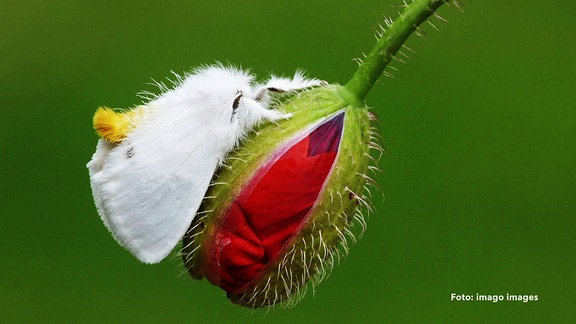 Schmetterling