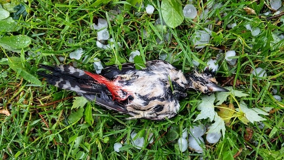Toter Vogel liegt zwischen Hagelkörnern im Gras