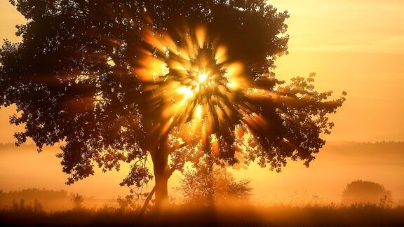 Hinter einem Baum geht im Morgennebel die Sonne auf