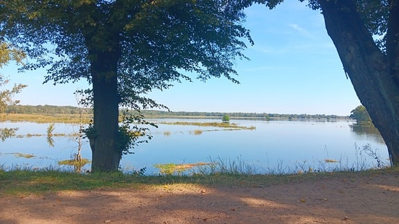 Hochwasser im Gartenreich Dessau-Wörlitz im Hintergrund, im Vordergrund ein Schutzdeich