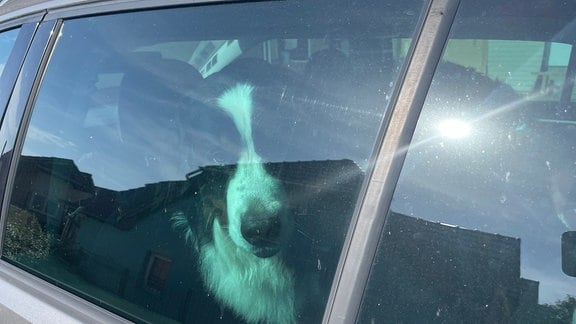 Ein Hund ist im Auto eingesperrt.