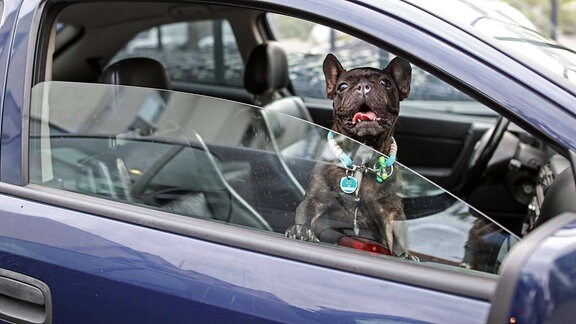 Ein Hund in einem Auto mit leicht geöffneten Scheiben