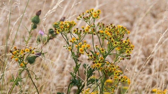 Weizenfelder in der Abendsonne. Vor dem Feld wächst Jakobs-Greiskraut (Jacobaea vulgaris).