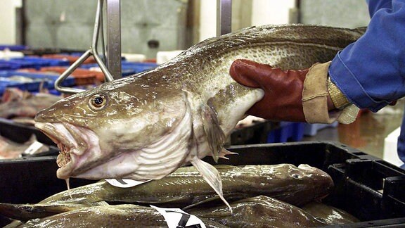 Ein Fischhändler wiegt auf dem Fischmarkt Kabeljau
