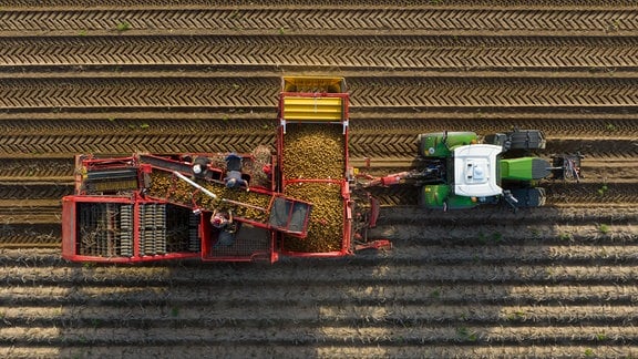 Ein Landwirt erntet mit einem Roder Kartoffeln auf einem Feld. 