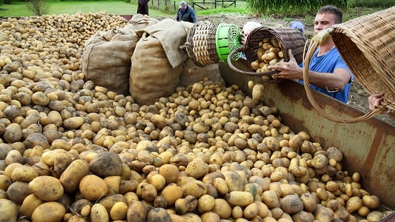 Landwirt erntet Kartoffeln