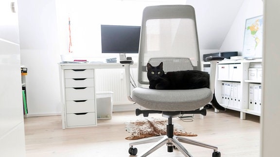 Schwarze Katze auf weißen Bürostuhl