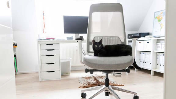 Scharze katzt auf weißen Bürostuhl