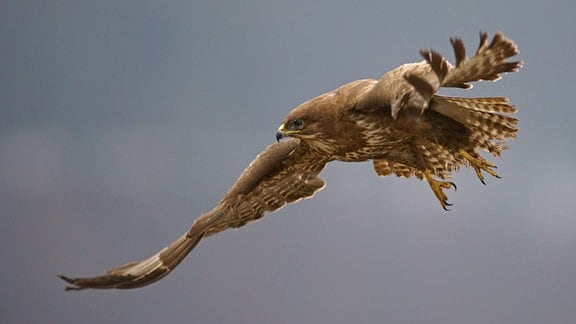 Ein Mäusebussard fliegt.