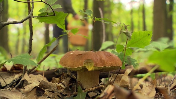 Pilz am Waldboden.