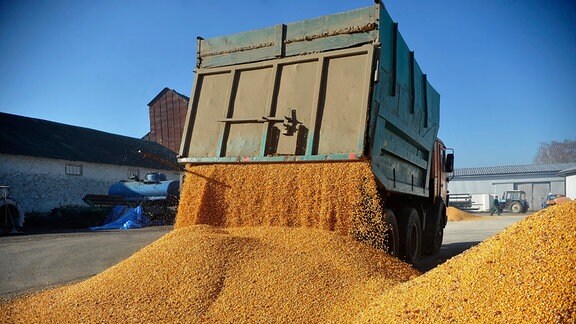 Ein Fahrzeug lädt Mais auf dem Bauernhof Roksana-K ab.