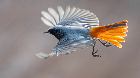 Kleiner Vogel mit ausgebreiteten Flügeln im Flug. Er hat blaues Gefieder und orangene Schwanzfedern.